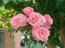 mutluluk-nerededir-751