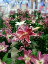 omrumuz-bitmeden-754