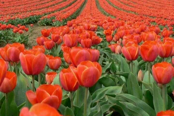 En İyi Olmak