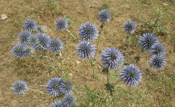 Psikopat, sosyopat, antisosyal